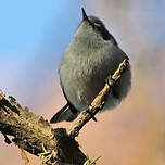 Gobemoucheron masqué
