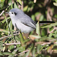 Gobemoucheron masqué