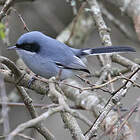 Gobemoucheron masqué