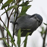 Gobemoucheron masqué