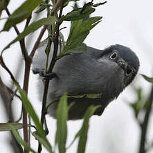 Gobemoucheron masqué