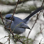 Gobemoucheron masqué