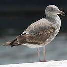 Goéland d'Audubon