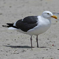 Goéland d'Audubon