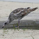 Goéland d'Audubon