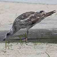 Goéland d'Audubon