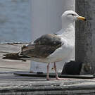 Goéland d'Audubon