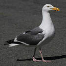 Goéland d'Audubon
