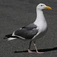 Goéland d'Audubon