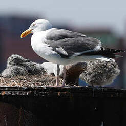 Goéland d'Audubon
