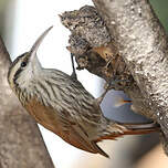 Grimpar à bec étroit