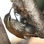 Grimpar à bec étroit