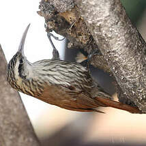 Grimpar à bec étroit