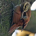 Grimpar à bec étroit