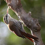 Grimpar à bec étroit