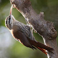 Grimpar à bec étroit