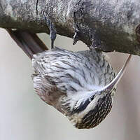 Grimpar à bec étroit