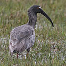 Ibis plombé