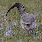 Ibis plombé