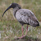 Ibis plombé