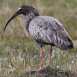 Ibis plombé