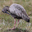 Ibis plombé