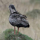 Ibis plombé
