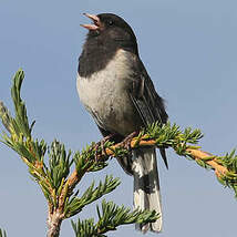 Junco ardoisé