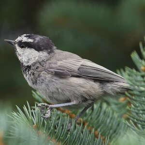 Mésange de Gambel