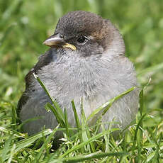 Moineau domestique