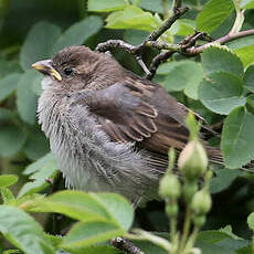 Moineau domestique