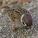 Moineau friquet