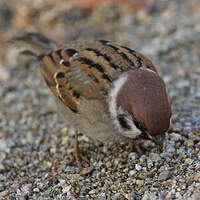 Moineau friquet