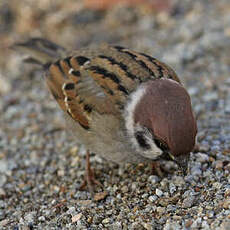 Moineau friquet