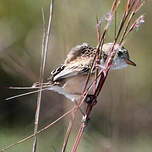 Moucherolle à queue large