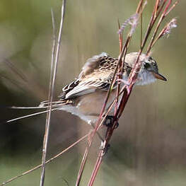 Moucherolle à queue large