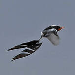 Moucherolle à queue large