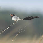 Moucherolle à queue large