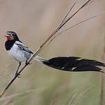 Moucherolle à queue large
