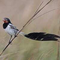 Moucherolle à queue large