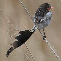 Moucherolle à queue large