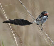 Moucherolle à queue large