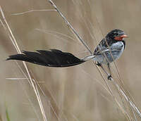 Moucherolle à queue large