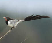 Moucherolle à queue large