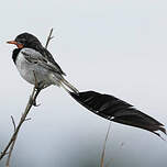 Moucherolle à queue large