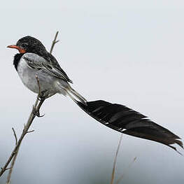 Moucherolle à queue large