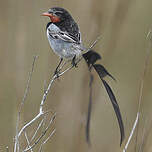 Moucherolle à queue large