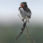 Moucherolle à queue large