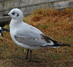 Mouette des Andes