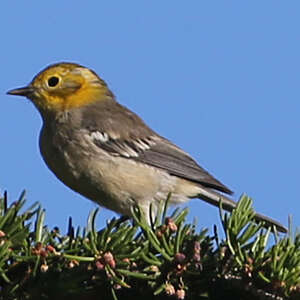 Paruline à tête jaune